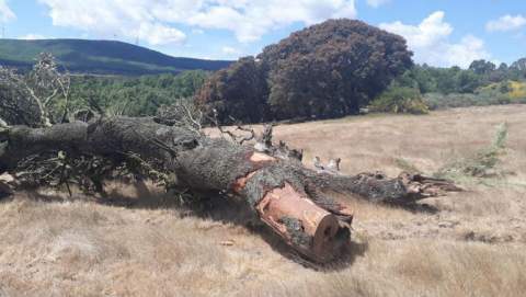 Tronco de una encina talada en Turienzo de los Caballeros, donde ya han comenzado las plantaciones de pinos.